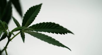 Survey on Cannabis and Other Drugs in the Daily Life of Young People