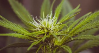 The French CBD World Makes its Voice Heard in Court