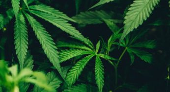 16 US states that could legalize cannabis in 2022