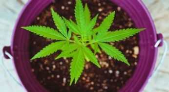Cannabis reduces epileptic seizures by 86% in children