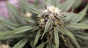 Ineternational Cannabis Bussiness Conference (ICBC) returns to Spain in Barcelona on 10 March 2022