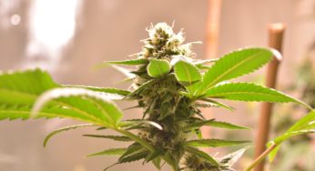 Bogota: Medical and Cosmetic Cannabis Project Enters Into Force