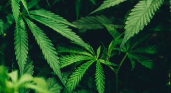 Albania’s Prime Minister Asks Opinions on Medical Cannabis