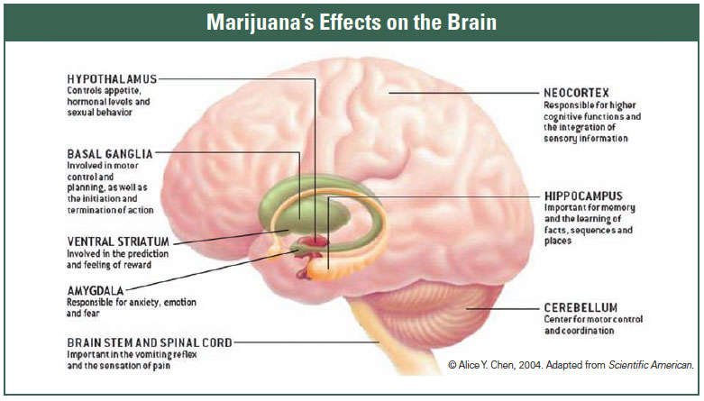 Cannabis effects on the brain