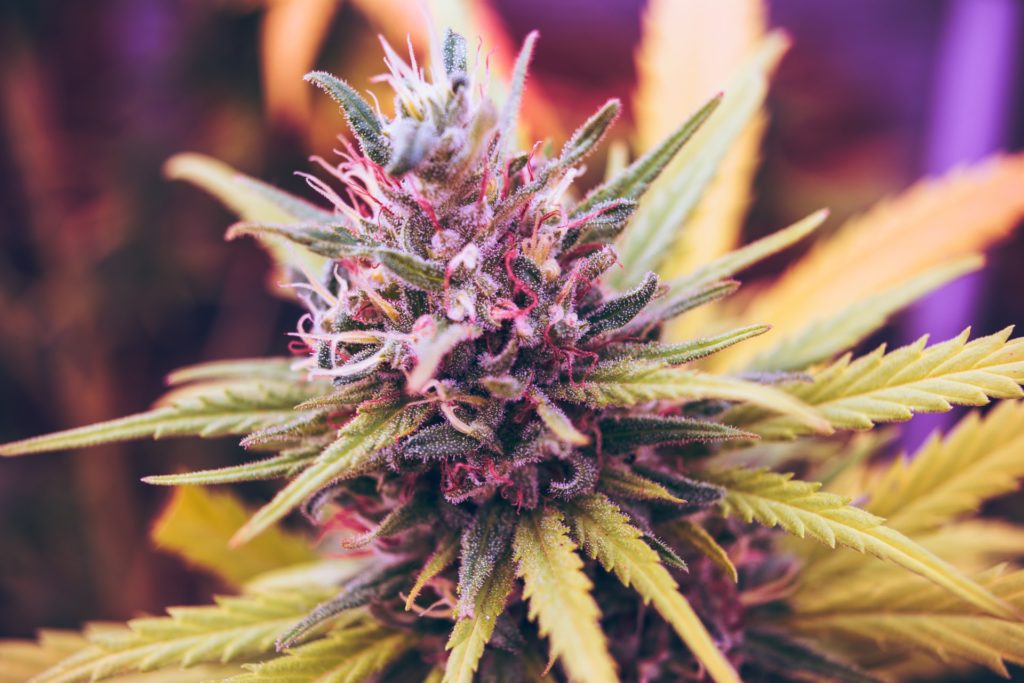 Cannabis: When to Prescribe It?