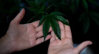 The First Hemp Variety Rich in CBG Approved in Europe