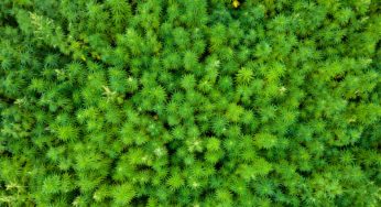 Malaysia Gets the Green Light for Therapeutic Cannabis Cultivation
