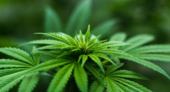 Thai Health Minister to Donate 1 Million Cannabis Plants to Citizens