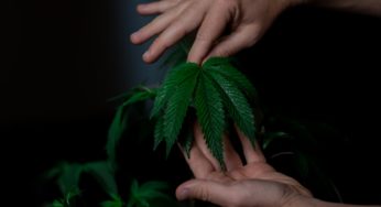 Legal Cannabis in Morocco: Six Bylawys Needed to Complete Legalization