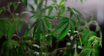 Brazilian Supreme Court Approves the Cultivation of Medical Cannabis