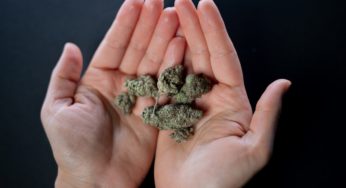 Cannabis Lovers Celebrate Decriminalization of Cannabis in Thailand