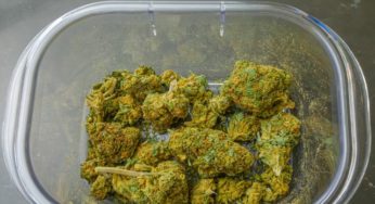 Germany Will Need to Produce 400-600 Tons of Cannabis a Year