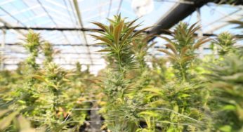Farmers Switch From Sheep to Cannabis