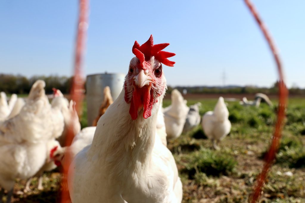 This Thai Farm Feeds Cannabis to its Chickens