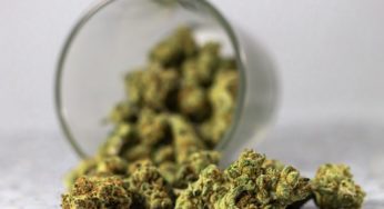Shock Report: CBD Cannabis Washed in Pentane to Lower THC Levels