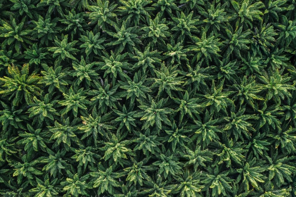 Uzcanna Will Plant the First Legal Cannabis Crop in Uzbekistan Next April