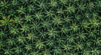 Uzcanna Will Plant the First Legal Cannabis Crop in Uzbekistan Next April
