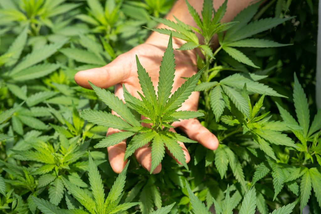 32 Ton Spanish Cannabis Seizure Was, in Fact, Hemp