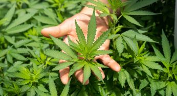 32 Ton Spanish Cannabis Seizure Was, in Fact, Hemp