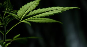 10 Years of Cannabis Legalization in Colorado: What Are the Results?