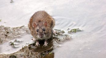 Cannabis Disappears From Police Warehouses. Police Say Rats Ate It