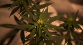 Weed Care, Delayed by Contaminated Cannabis, Will Now Launch in Jan 2023