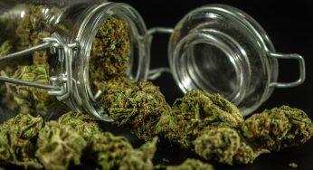 Argentina to Boost Cannabis Industry With Exports
