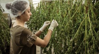 US Cannabis Industry Tipped to Create 108k New Jobs in 2023