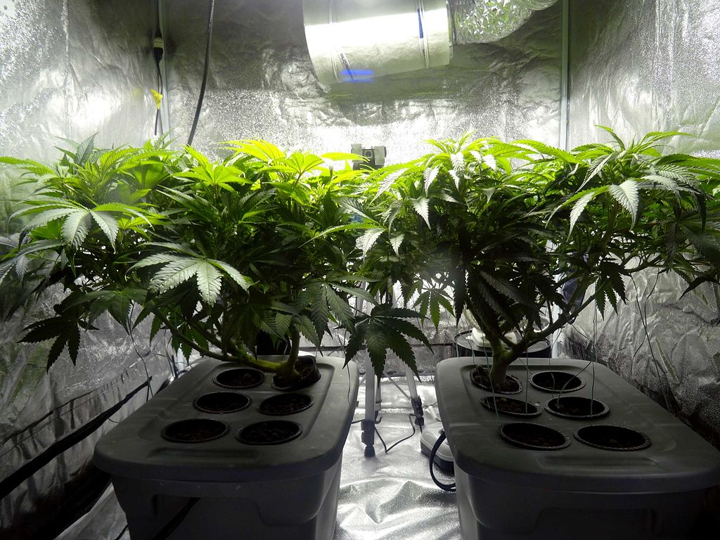 Europe Is Not Against the Legalization of Home Cannabis Cultivation