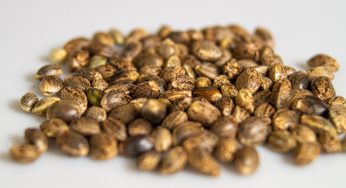 The Latest Cannabis Seed Production Technology