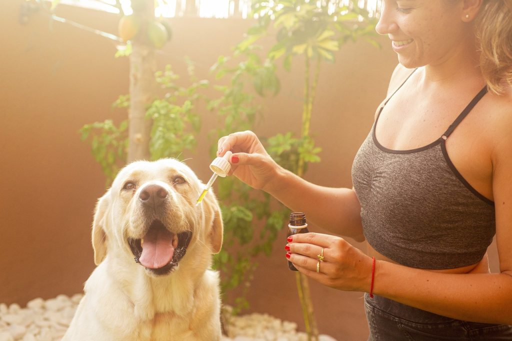 CBD for Pets — A Guide to Benefits, Safety and Dosage