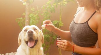 CBD for Pets — A Guide to Benefits, Safety and Dosage