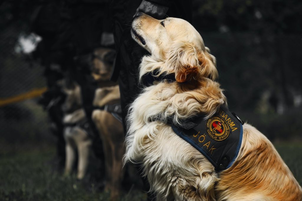 Cannabis Legalization Sends Police Dogs into Retirement