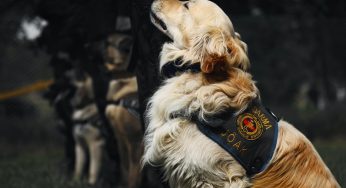 Cannabis Legalization Sends Police Dogs into Retirement