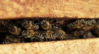 Cannabees: Bees Have Favorite Hemp Varieties, Study Finds