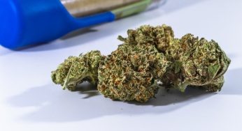 THC to CBD Ratio – What’s Ideal?