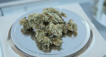 Expiration Date of Medical Cannabis – Is Expired Cannabis a Problem?
