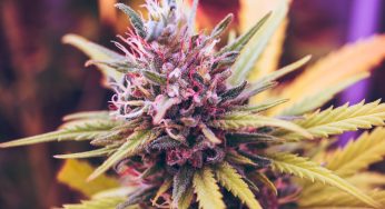 Caryophyllene in Cannabis: β-Caryophyllene Actions and Properties