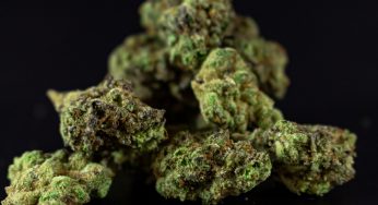 France Will Not Propose Medical Cannabis Legalization in 2024