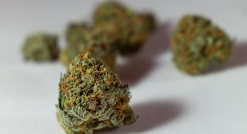 Denmark Destroys Over 145 Tons of Medical Cannabis in 5 Years