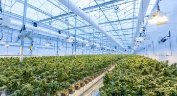 Pharmaceutical Cannabis Players and Technological Innovation: 3rd Edition of the Prohibition Partners Report