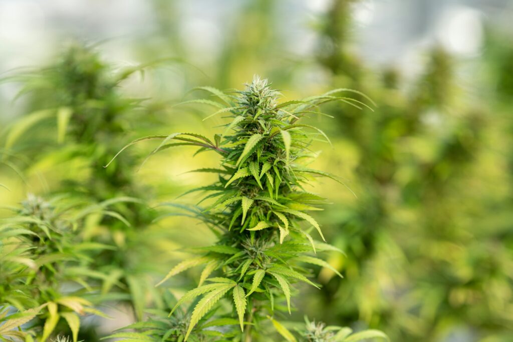 Portuguese Army (LNM) Engages in Medical Cannabis Production