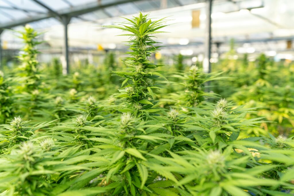 The German Medical Cannabis Market Could Be Worth 3 Billion Euros