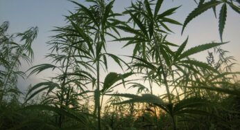 Morocco’s First Legal Cannabis Harvest Yields 294 Tons