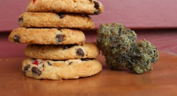 Germany Officially Transitions to Legal Cannabis, Starting Today