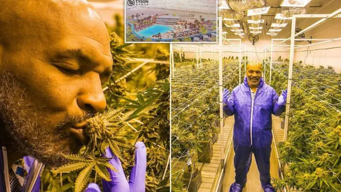 Tyson 2.0 Enters the European Medical Cannabis Market