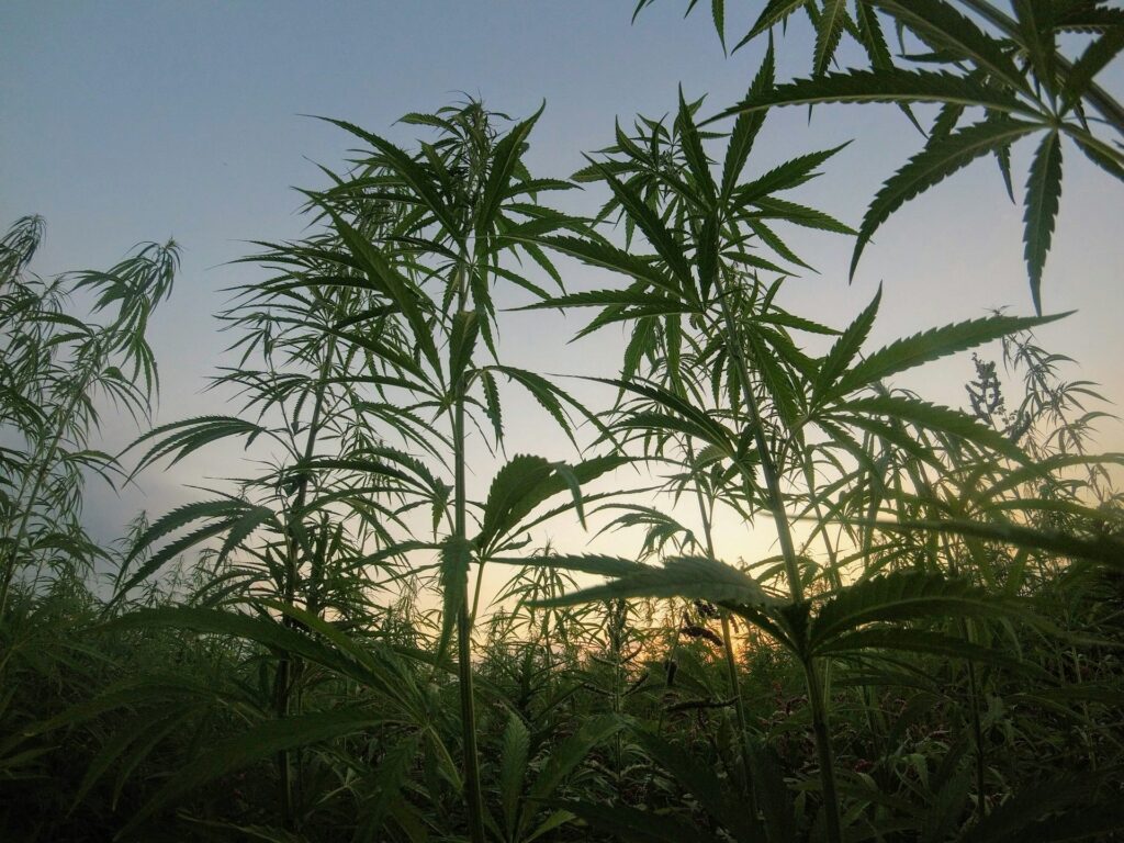 Belgian Village Turns to Hemp to Combat ‘Forever Chemicals’ (PFAS)