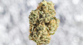 German Medical Cannabis Prices Drop 50%